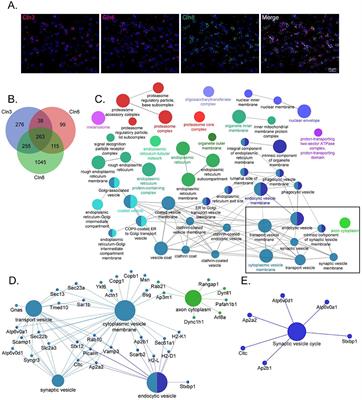 Transmembrane Batten Disease Proteins Interact With a Shared Network of Vesicle Sorting Proteins, Impacting Their Synaptic Enrichment